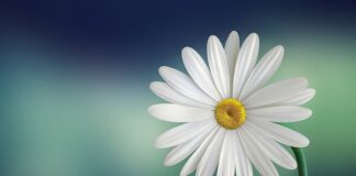 Czy warto biały klej do siatki?