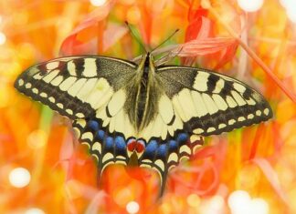 Jak samemu zrobić obrzeża trawnikowe?