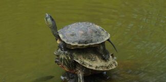 Jak prawidłowo nakładać klej?