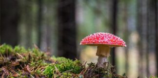 Co oznacza grzyb w doniczce?