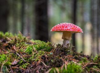 Co oznacza grzyb w doniczce?