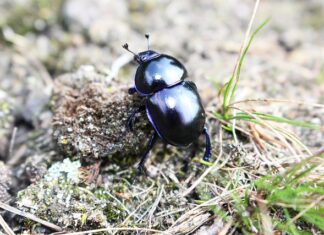 Z czego robi się trzonki?