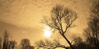 Jak ciąć pochylone drzewo?