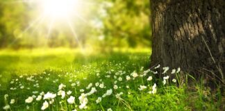 Czy tapety winylowe można myć?