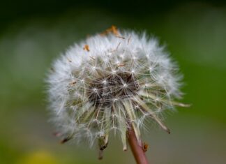 Jak wyglądają mszyce na kwiatach?