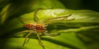 Jak wyglądają szkodniki roślin doniczkowych?