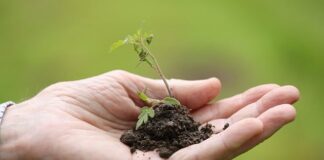 Czy podlewać rośliny przed przesadzaniem?