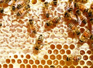 Jaką grubość grzebienia do płytek?