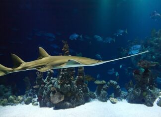 Co powinna posiadać każda piła tarczowa aby spełniała przepisy BHP?