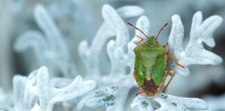 Jak zlikwidować smród z klimatyzacji?