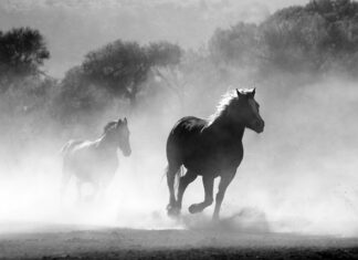 Dlaczego nie wolno palić w kominku drewnem iglastym?