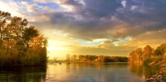 Czym najlepiej czyścić liście kwiatów?