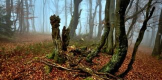 Jak naprawić spróchniałe drewno?