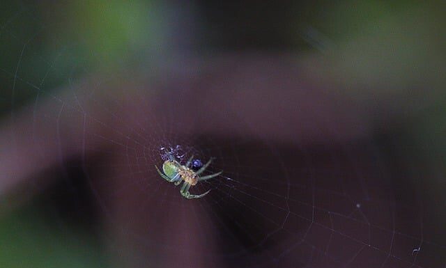 Jak zwalczyć przędziorka na kwiatach?