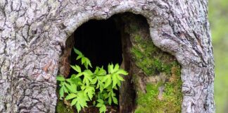 Jak załatać dziurę po sęku?