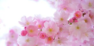 Jak wzmocnić rośliny doniczkowe?