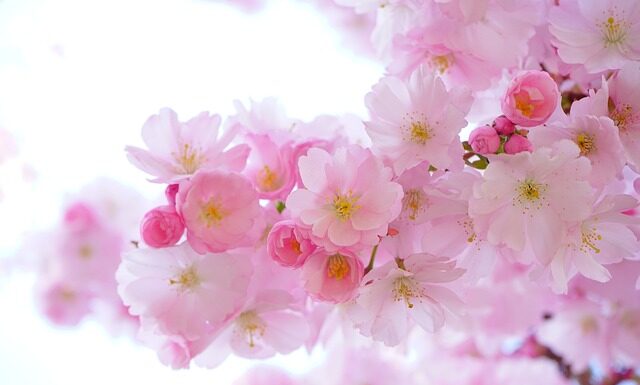 Jak wzmocnić rośliny doniczkowe?