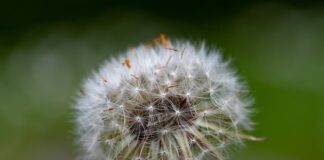 Czym zwalczyć mszyce na kwiatach domowych?