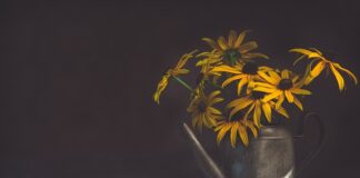 Czy woda po gotowanych jajkach nadaje się do podlewania kwiatów?