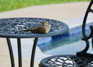 Jak długo może stać woda w basenie?