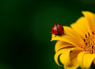 Co ile słupek w balustradzie?