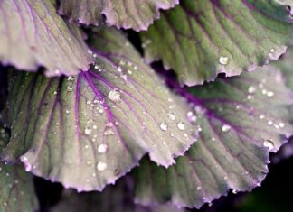 Ile soli na 5 kg kapusty kiszonej?