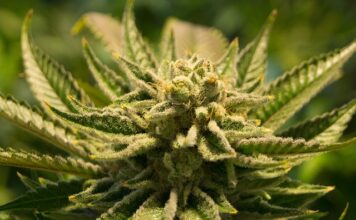 Jak zalegalizować istniejącą wiatę?