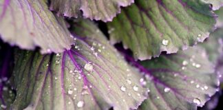 Dlaczego Kiszona kapusta jest miękka?