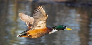 Co wchodzi w skład małej architektury?