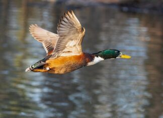 Co wchodzi w skład małej architektury?