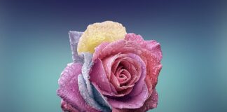 Czym różni się wiata od altany?