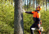 Wycinka drzew a ekologia