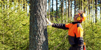 Wycinka drzew a ekologia