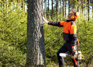 Wycinka drzew a ekologia